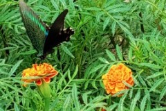 580024_daa156774dbf42508e54b6e22fe13dffmv2